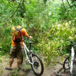 ไม้ล้ม ทางตัน ต้องถาง